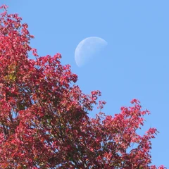 Red Maple