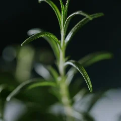 Rosemary