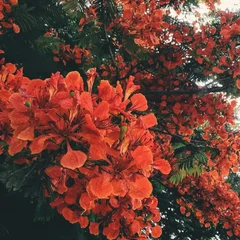 봉황목