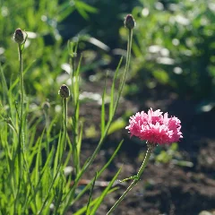 Russian Knapweed