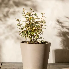 Russian Olive