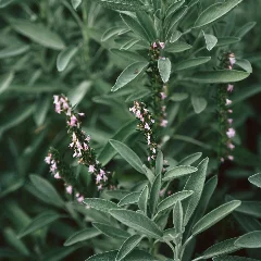 Sage