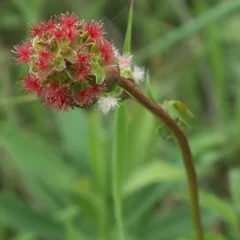 Salad Burnet