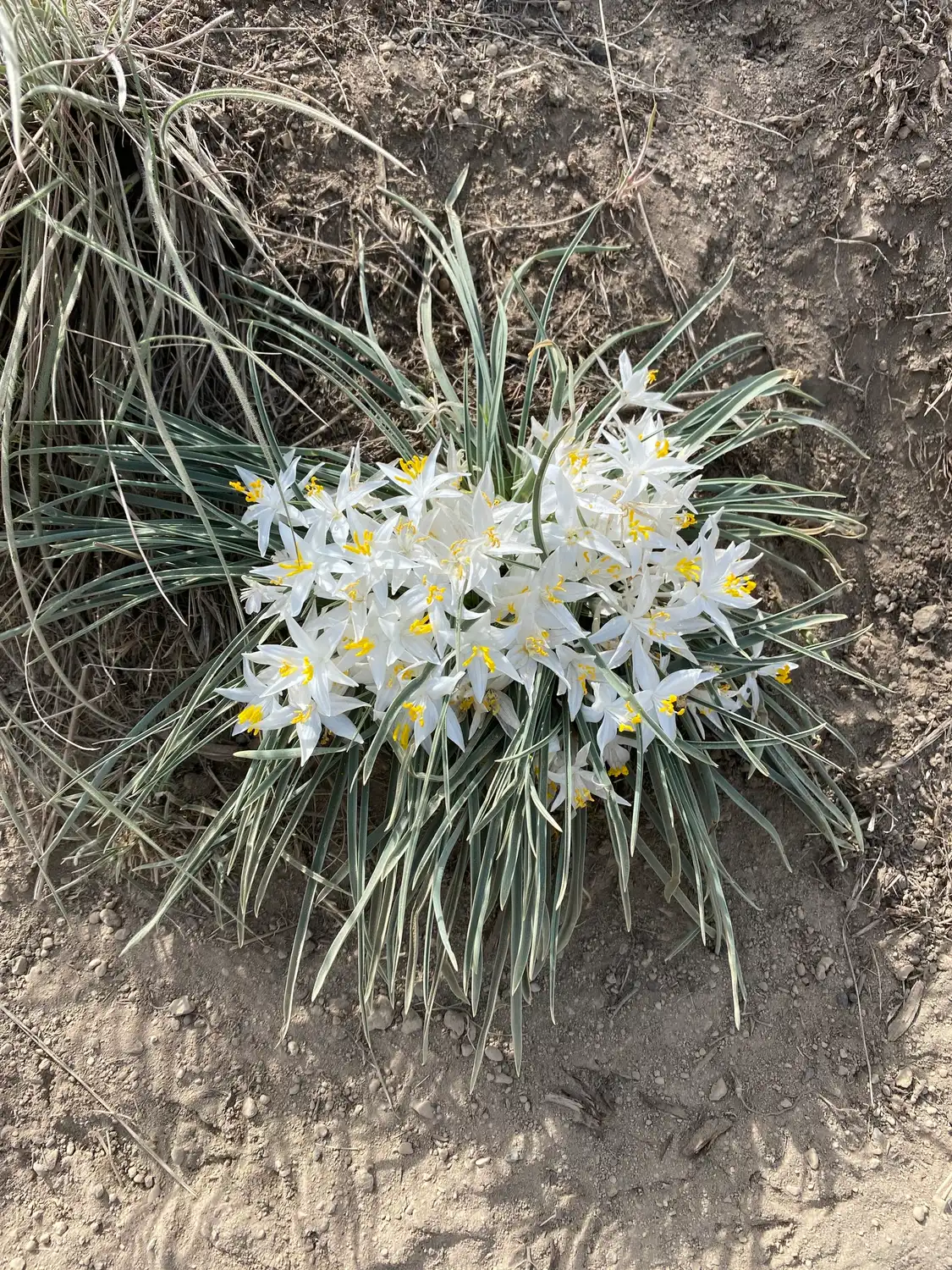 모래 백합(Leucocrinum montanum)