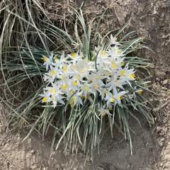 Sand Lily