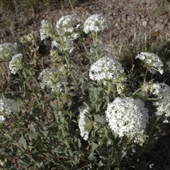 Sand Verbena