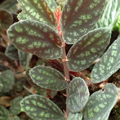 Satin Pellionia