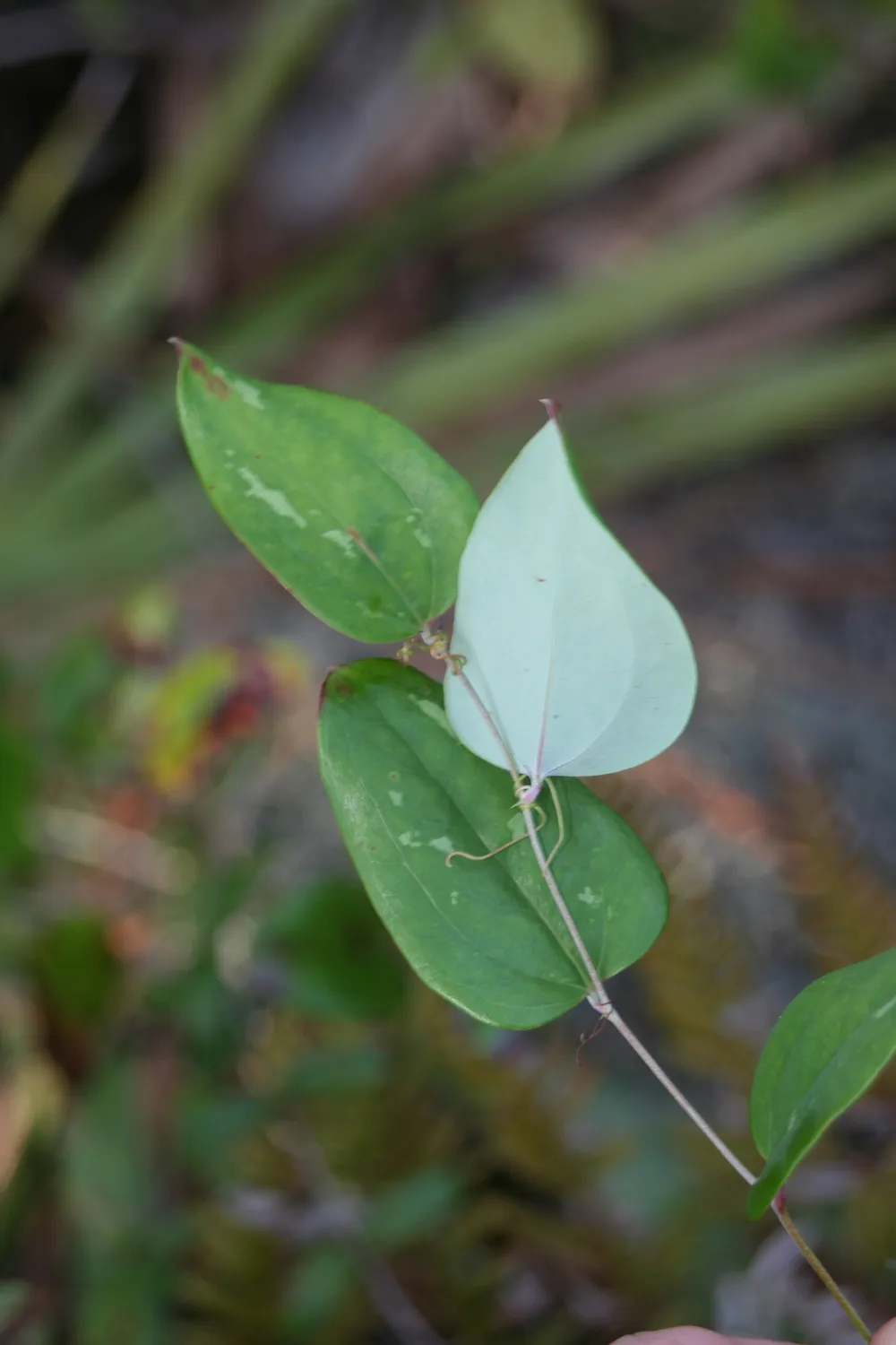 스밀락스 글라우카(Smilax glauca)