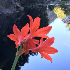 Scarborough Lily