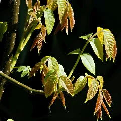 Shellbark Hickory