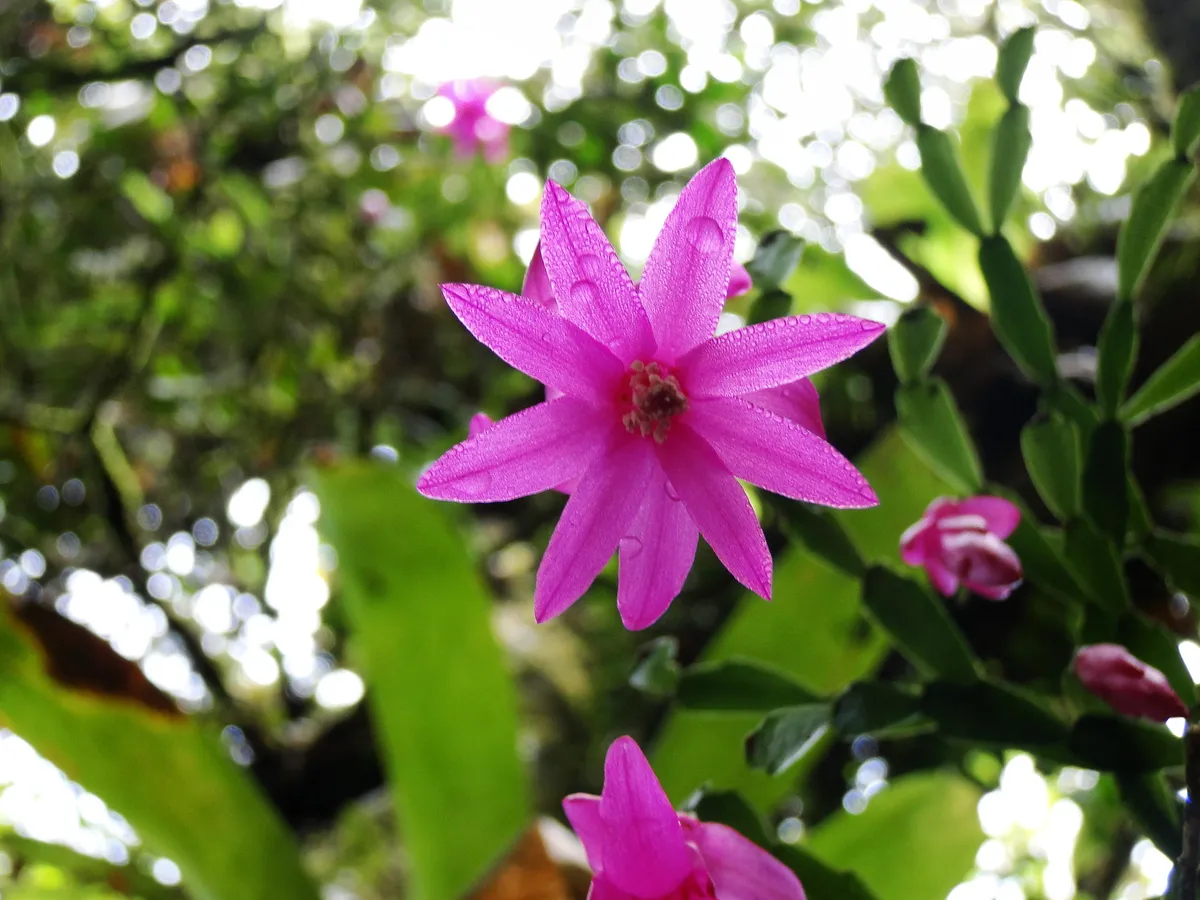 게발선인장(Schlumbergera russelliana)