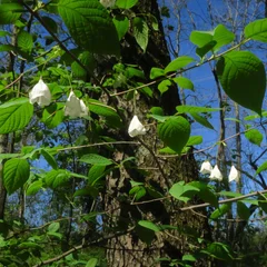 Silver Bell