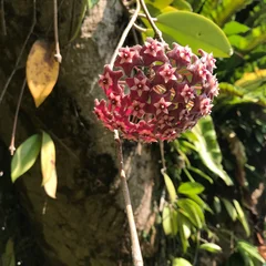 Silver Pink Vine