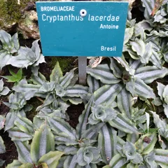 Silver Star