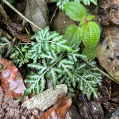 Silver Table Fern