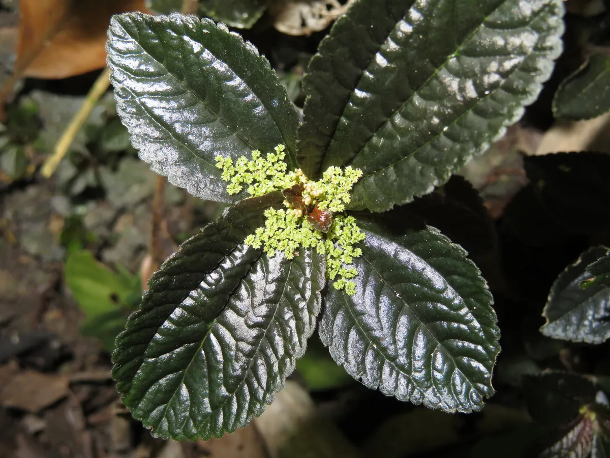 실버 트리 아나미가(Pilea spruceana)