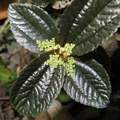 Silver Tree Anamiga