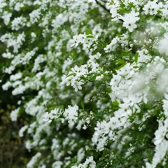 Slender Deutzia