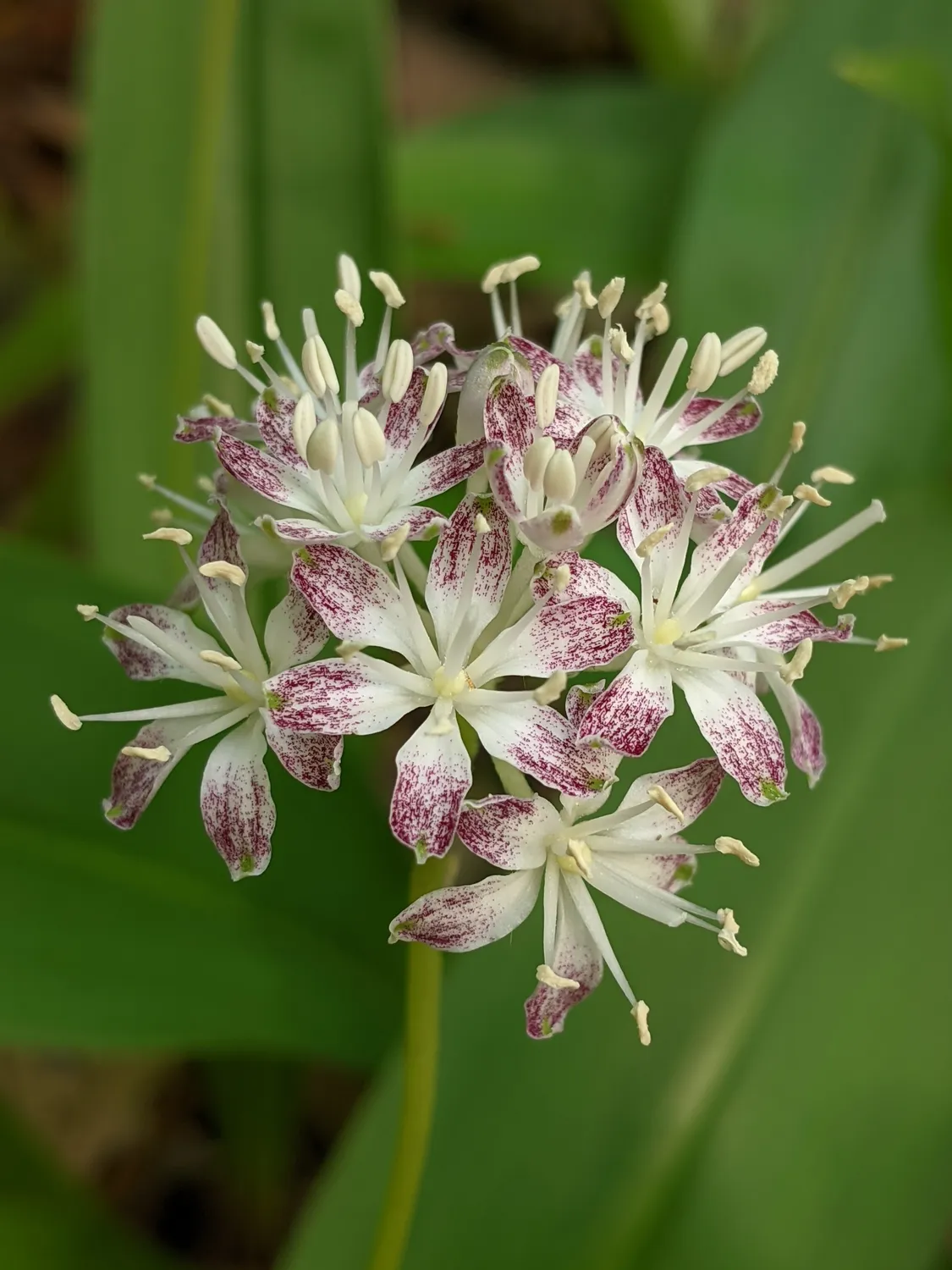 얼룩 클린토니아(Clintonia umbellulata) — 자주색 점이 박힌 흰 꽃 우산꽃차례