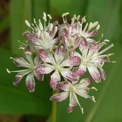 Speckled Wood Lily