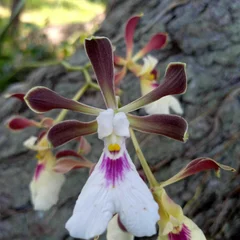 Spice Orchid