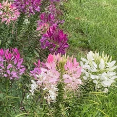 Spider Flower
