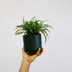 Spider Plant
