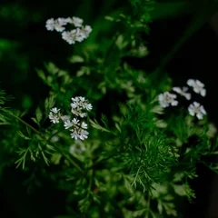 Spring Parsley