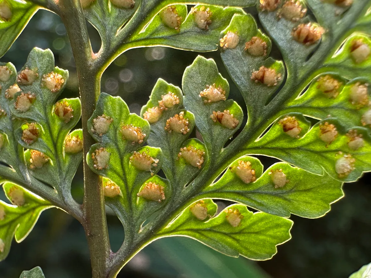 후마타 고사리(Humata tyermannii)