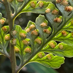 Squirrel's Foot Fern