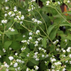 Stevia