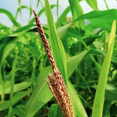 Sudan Grass