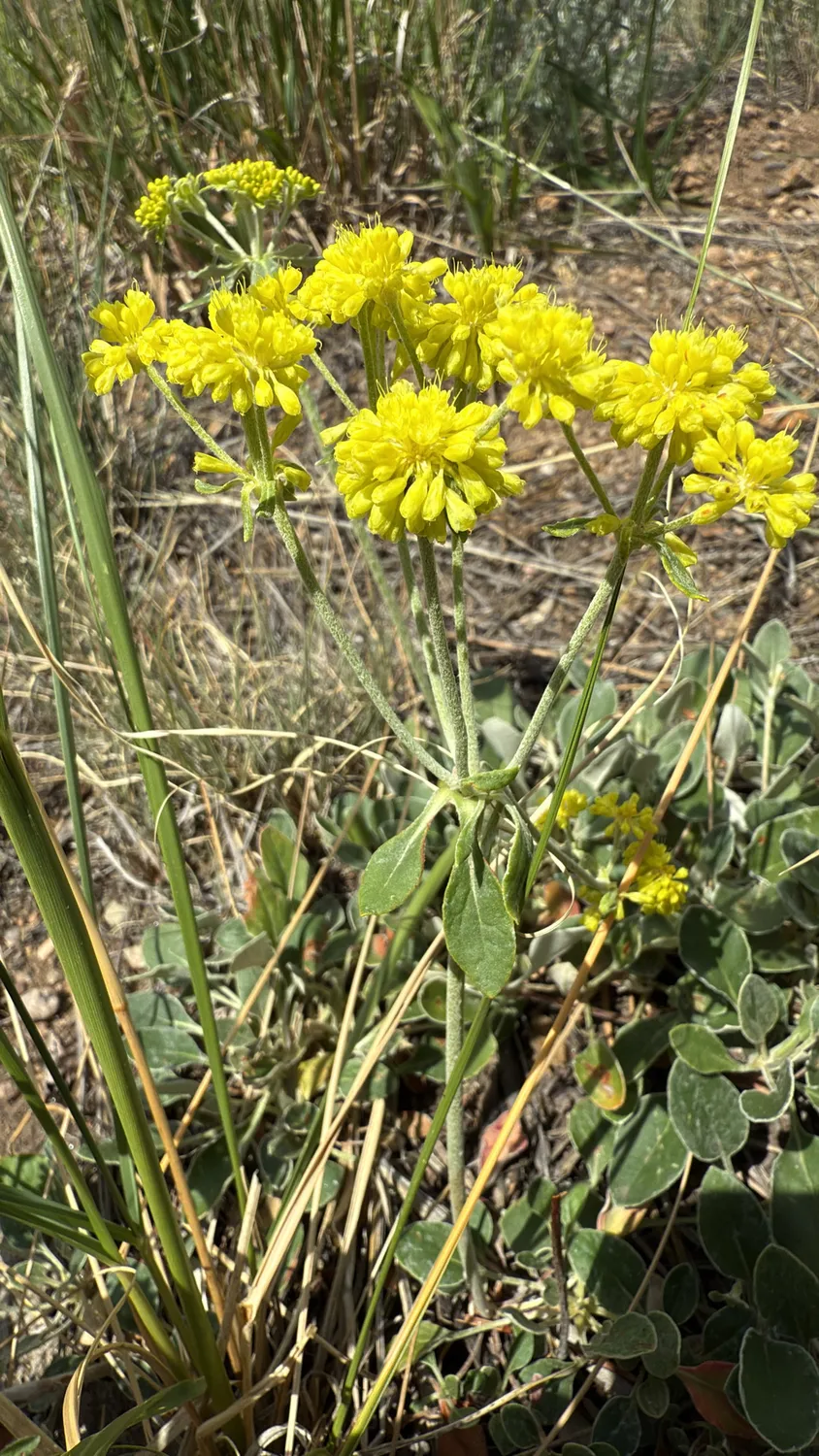유황꽃 메밀(Eriogonum umbellatum) — 마른 비탈에 노란 작은 꽃이 우산살처럼 모인 꽃차례