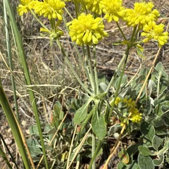 Sulfur Flower