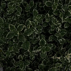 Swedish Ivy