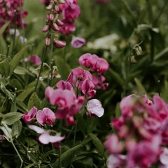 Sweet Pea