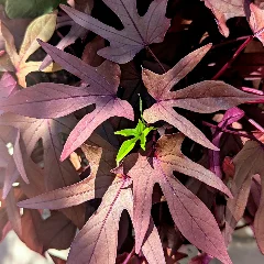 Sweet Potato Vine