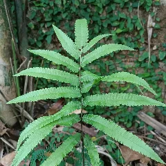 Sword Fern
