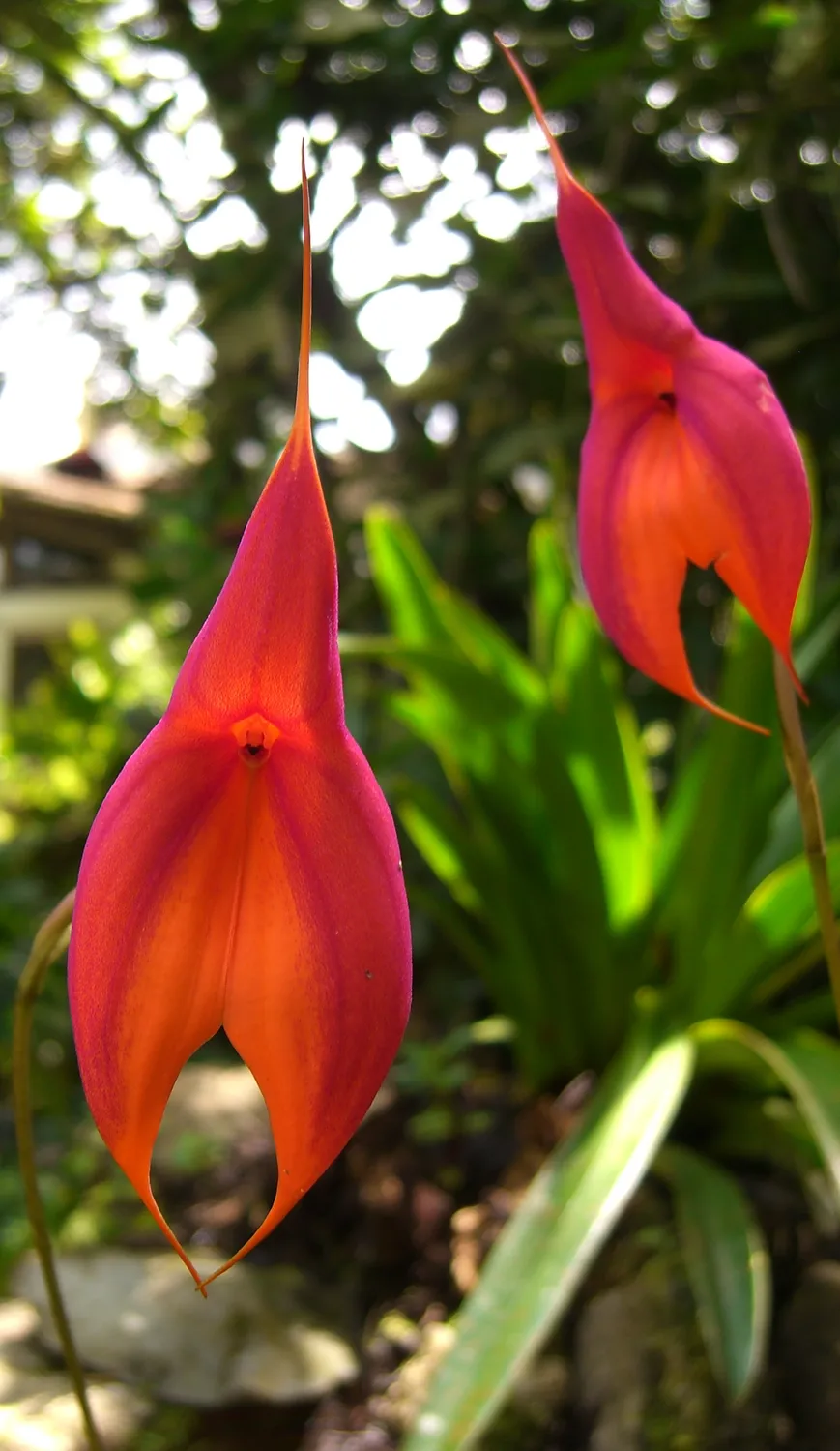 꼬리 난초(Masdevallia) — 선명한 분홍·주황 삼각형 꽃받침 끝이 가는 꼬리처럼 길게 뻗은 모습