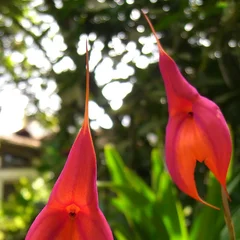 Tailed Orchid