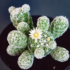 Thimble Cactus