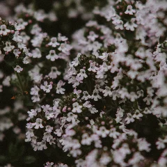 Thyme