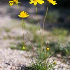 Tickseed