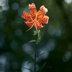 참나리