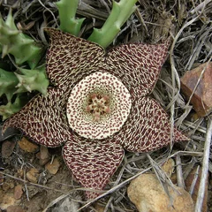 Toad Spotted Cactus