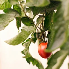 Tomato Plant