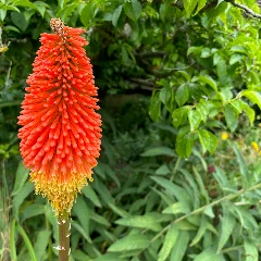 Torch Lily