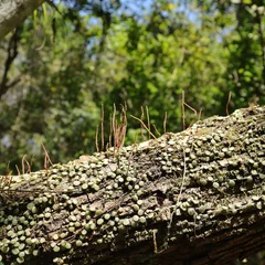 Trailing Peperomia