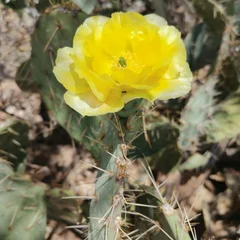 Tree Cactus