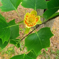 Tulip Poplar